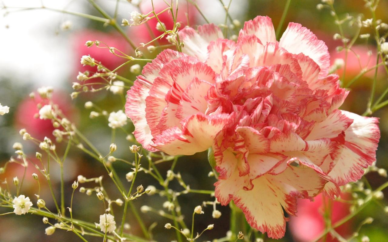 唯美小清新花朵康乃馨高清特写桌面壁纸第二辑