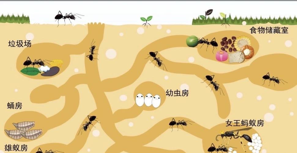 创想启蒙小班——《地下蚂蚁王国》