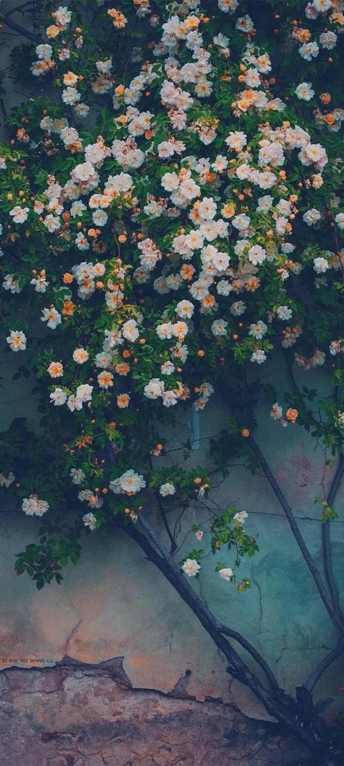 每日壁纸20211107周四