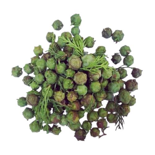 新鲜柏树果现摘侧柏籽500g包邮柏树子侧柏果野生柏香果做柏子香