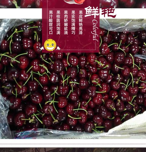 智利进口车厘子货源,santina桑提娜品种 ,净重量5公斤,j规格,一级货源