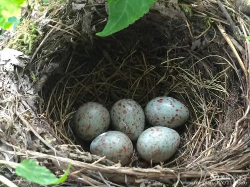 家来了八哥(乌鸫) 写美篇 2017年3月23日,发现一串红的花盆里有筑的巢