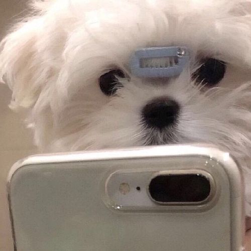 有没有这种狗狗拿手机自拍的头像