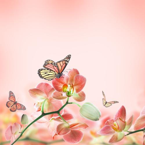 花朵上的蝴蝶