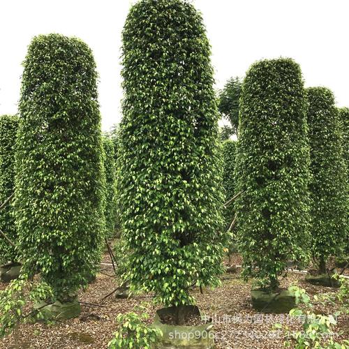 苗木垂叶榕柱 4米高 树苗 批发大量供应