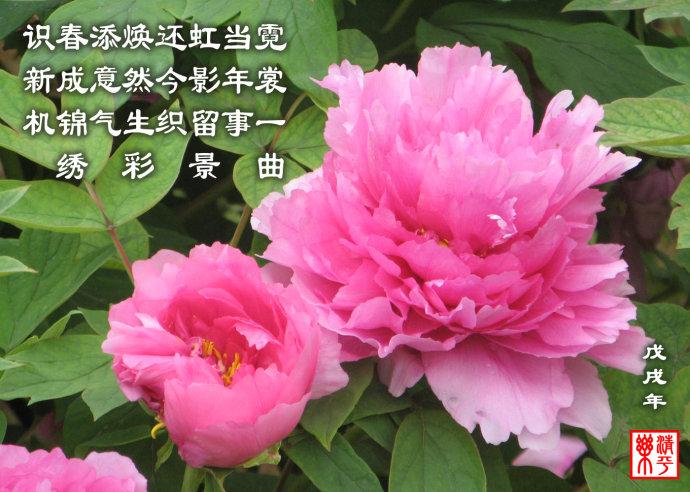 牡丹花——霓虹焕彩