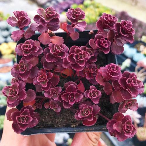 多肉老桩龙血景天 爆盆垂吊四季绿植盆栽多肉 小球玫瑰群生 盆冠幅6