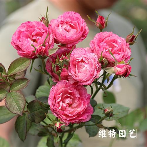 切花月季欧月小苗雪花肥牛阳台庭院盆栽花卉花苗【维特园艺】