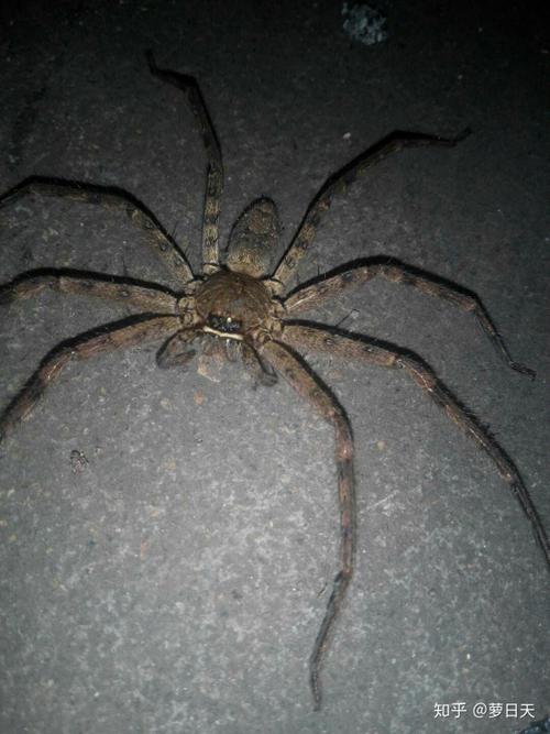 这是什么蜘蛛这么大 咬人吗 没捉到跑了 在屋里感觉不安全?