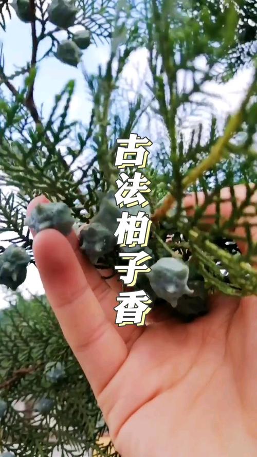 流传千年的古法柏子香_香道_熏香_柏子香制作_兴趣爱好