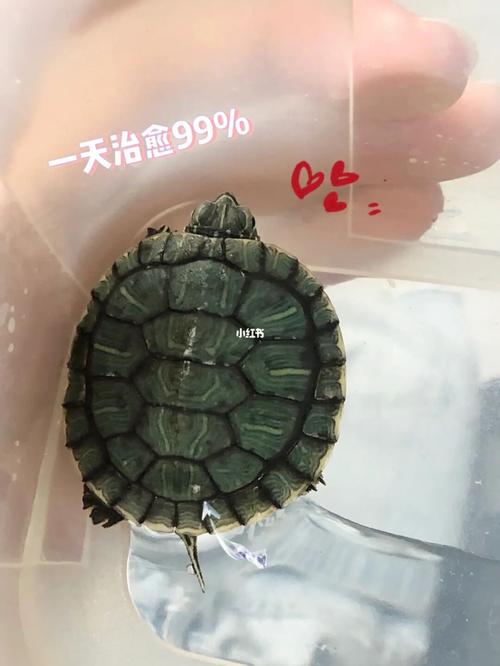 巴西龟壳上白白的病,两天全治愈啦!