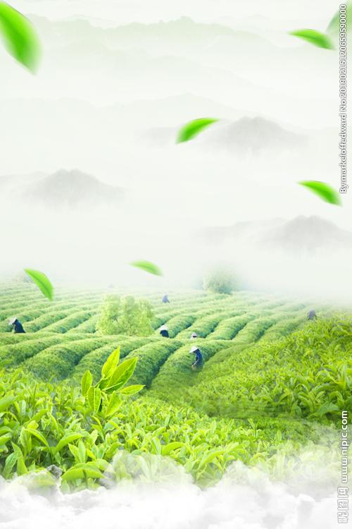 茶叶背景图片