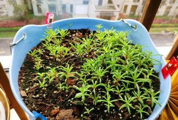 网易首页>网易号>正文申请入驻>太阳花的种植不需要太大的花盆,1加仑