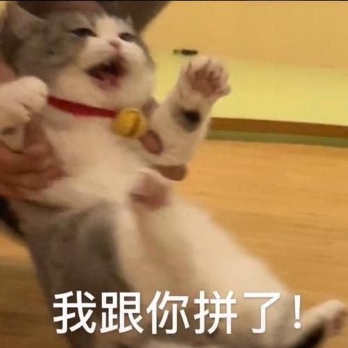 可爱滴猫咪表情包