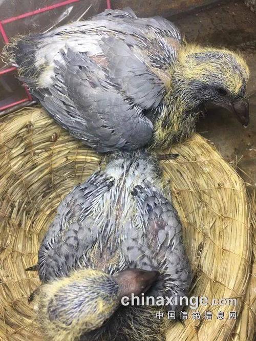 图文:幼鸽30天成长全记录