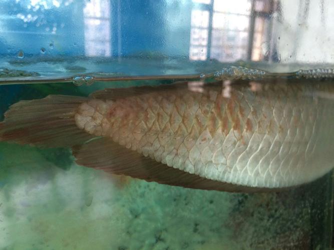 银龙鱼快10天没进食了,身上红斑,怎么解决,?急急急.