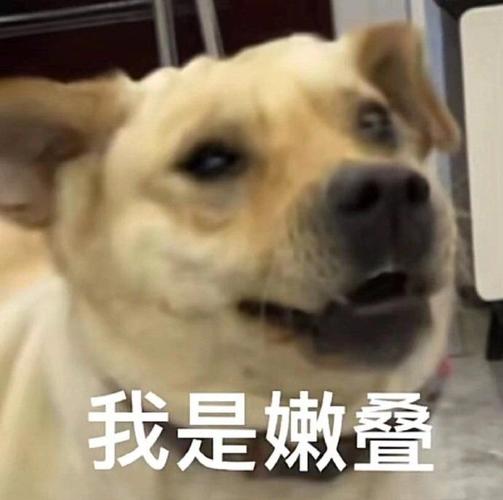 今日份表情包为什么我一闭眼就看不见东西了呀
