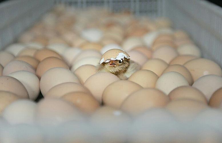 《鸡的成长过程 》——丛子婷