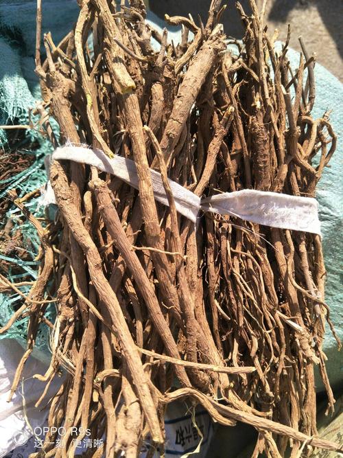 黄芩 生,药效高