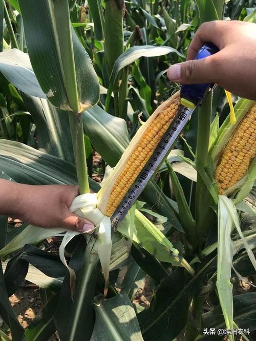 今天给大家介绍一个黄淮海超高产,高抗倒伏,矮杆玉米新品种,平均最高