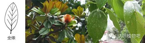 认识植物吧之27基础知识叶缘与叶裂