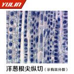 结构典型的实验器材 生物切片 洋葱根尖纵切(示有丝分裂 )