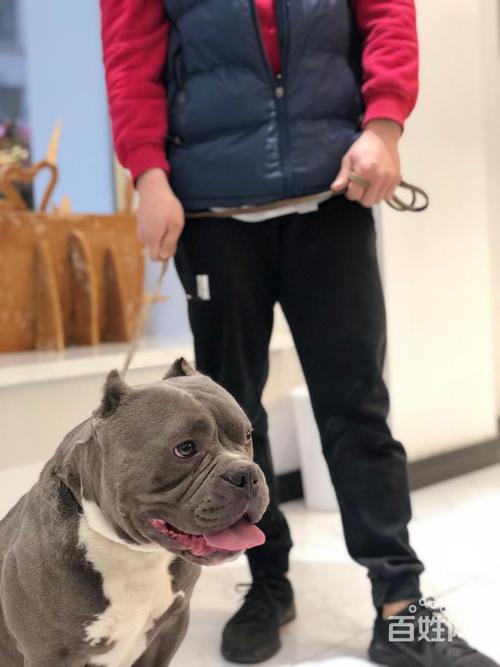 纯美国恶霸犬 并且同时拥有龙猫血和dax血豪华阵容