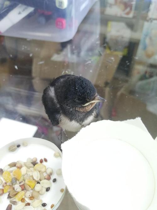 现在还有燕子捡,要不要送回去