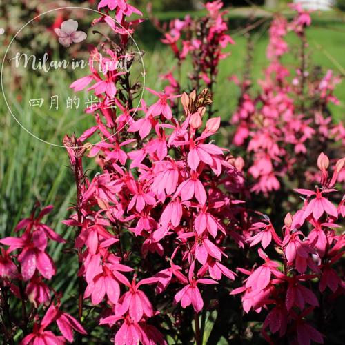 宿根进口六倍利鲑粉色珍贵稀有盆栽花卉多年生花卉