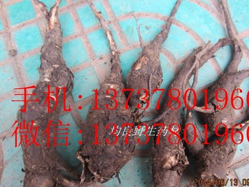 入地老鼠别名/入地老鼠/花粉头/水粉头/粉子头/胭脂花头/钻地老鼠