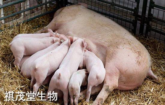 母猪发生便秘的原因,危害及防治措施,母猪保肝护肾的方法和中药配方有