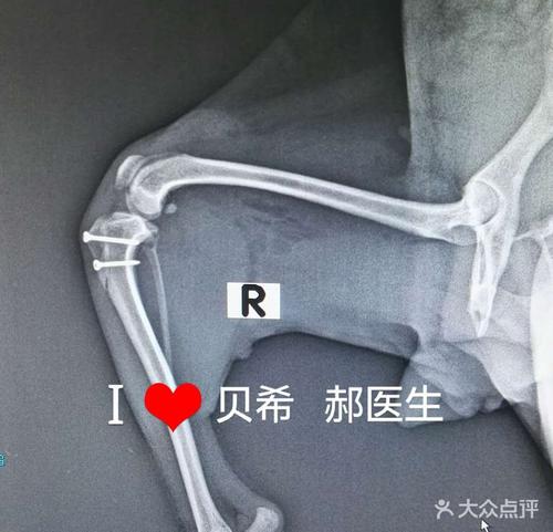贵宾犬四级髌骨脱位滑车置换 髌骨脱位矫形术