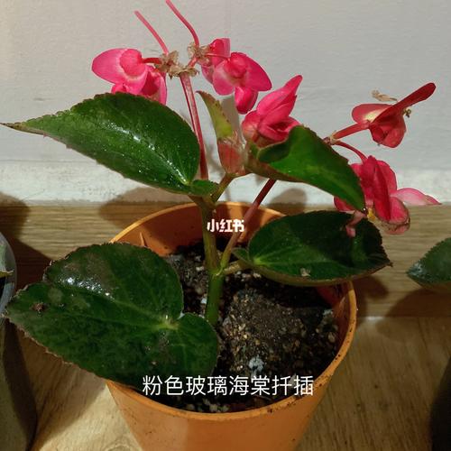 看到粉色的玻璃海棠太美了准备拿回来做扦插,希望能成功,已上盆