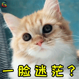 萌宠gif猫咪gif猫gif蒙圈gif一脸迷茫gifsoogifgifsoogif出品gif