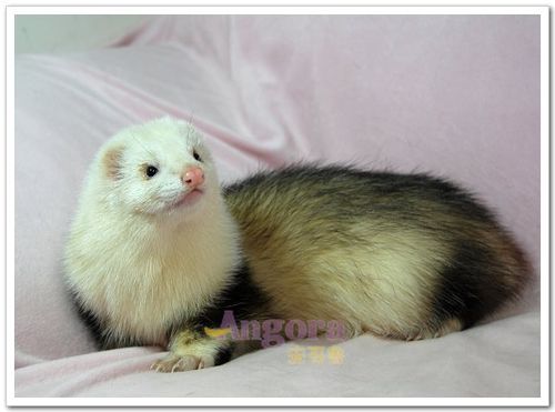 世界第三大受欢迎的《安哥鲁宠物貂》