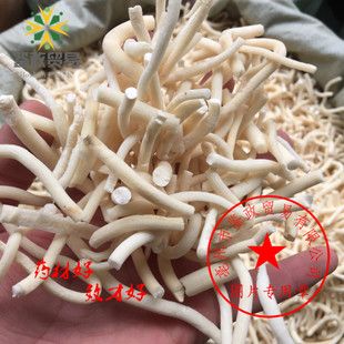 小通草 大通草图片_小通草 大通草图片大全 - 海量