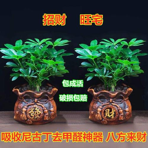 属虎旺财植物七叶莲盆栽室内鸭脚木吸甲醛净化空气幸运花卉防辐射