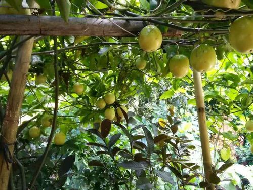 百香果批发价格