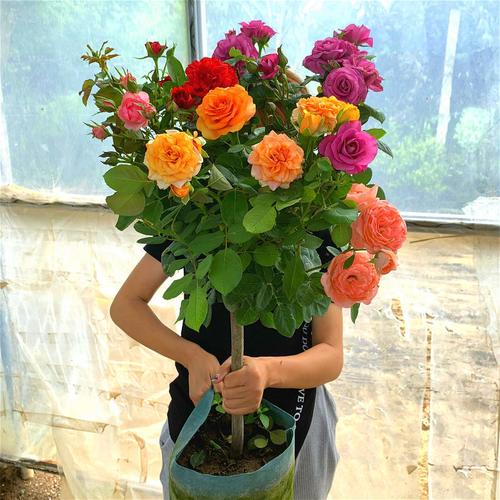 磐阙上新嫁接树桩月季多色棒棒糖欧月季花阳台大花月季树状庭院花卉