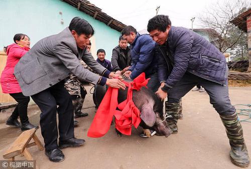 农村夫妻给猪披大红花过秤,庆祝出栏,网友:考虑过猪的感受?