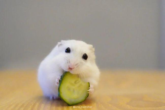 这只小精灵一样的仓鼠让人疯狂心动.