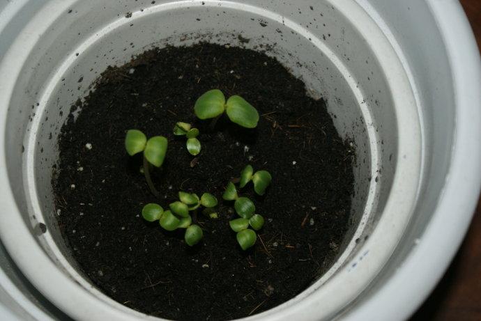 更是觉得是种子过期了还是自己的种花过程失败了呢?