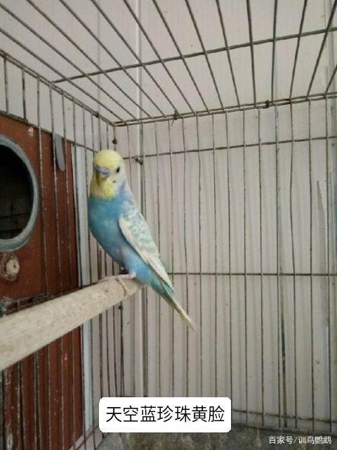 最新最全虎皮鹦鹉品介绍