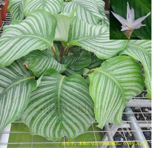 20200806——肖竹芋(calathea ornata (lind.) koern.