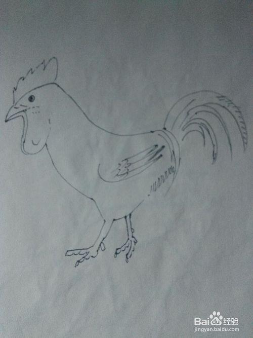 > 书画/音乐  3 画公鸡下吧时注意两个红色肉垂因为透视关系所另一边