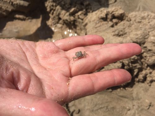 果粑粑抓了半天,抓到了这么迷你小的螃蟹,也是醉了!