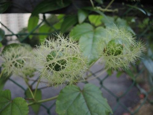 农村这种藤蔓野草,结的果子像仙女,外用治淋巴结炎