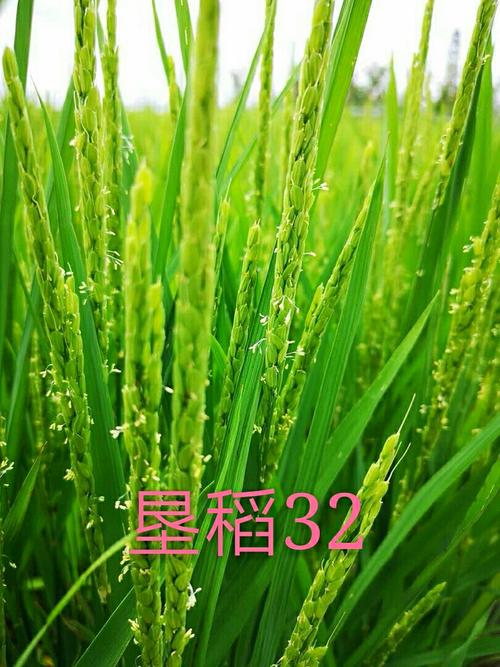 富裕县友谊种业携手倍丰集团2018强力推出圆粒高产新品种《垦稻32》