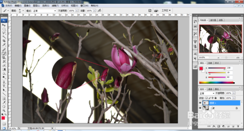 ps制作图片局部放大效果