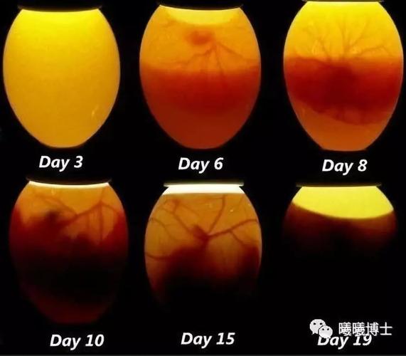 5)摆蛋位置 为提高入孵量,减少胚胎异位,有利于胚胎发育,孵化时必须